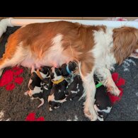 Cavalier King Charles Spaniel