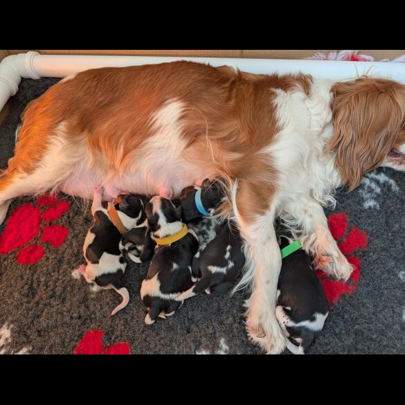 Cavalier King Charles Spaniel