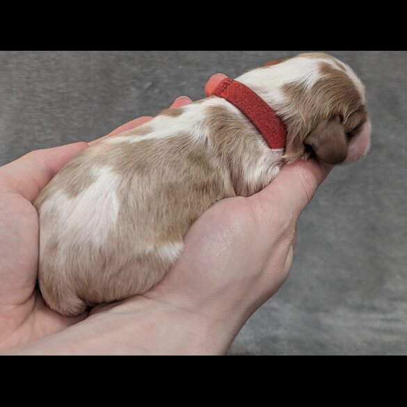 Cavalier King Charles Spaniel