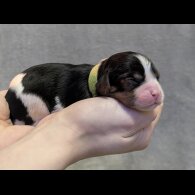 Cavalier King Charles Spaniel