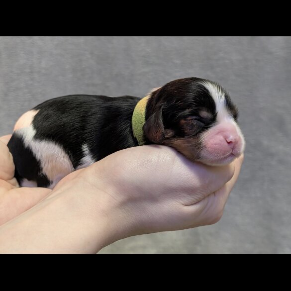Cavalier King Charles Spaniel
