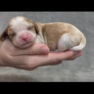 Cavalier King Charles Spaniel