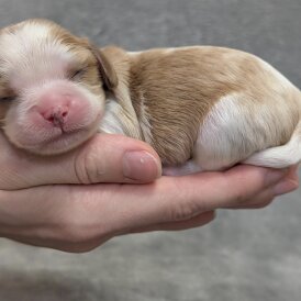 Cavalier King Charles Spaniel