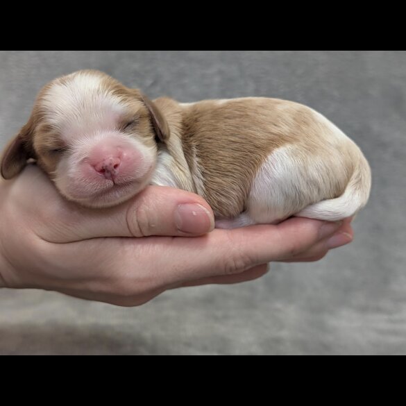 Cavalier King Charles Spaniel