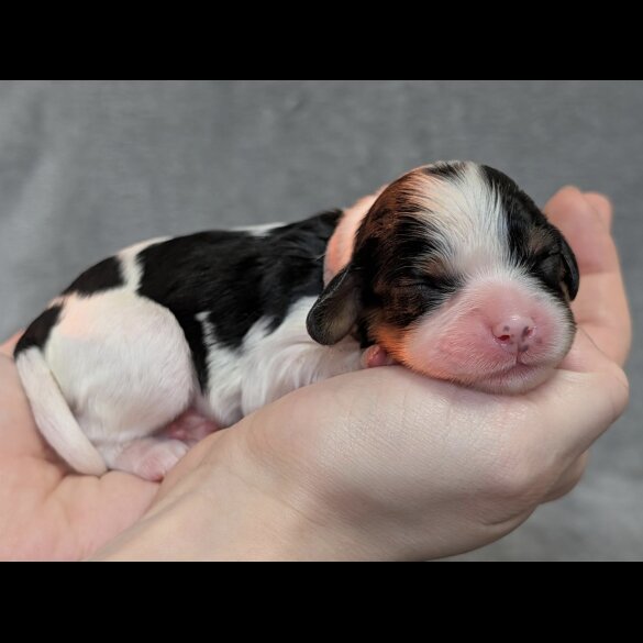 Cavalier King Charles Spaniel