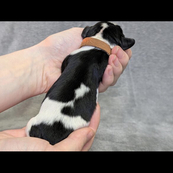Cavalier King Charles Spaniel