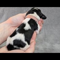 Cavalier King Charles Spaniel