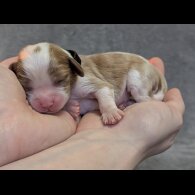 Cavalier King Charles Spaniel