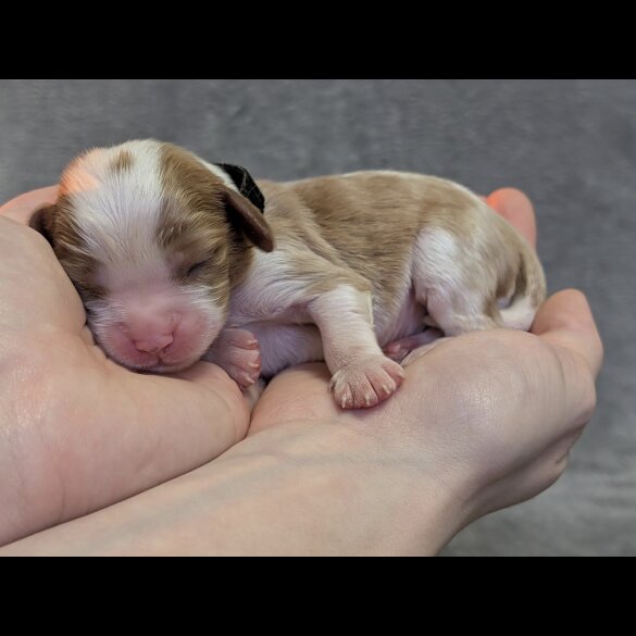 Cavalier King Charles Spaniel