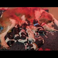 Cavalier King Charles Spaniel