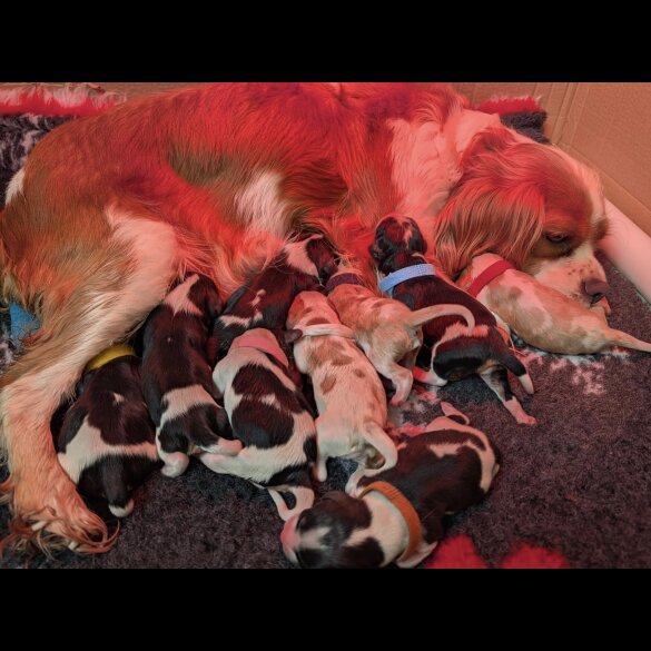 Cavalier King Charles Spaniel