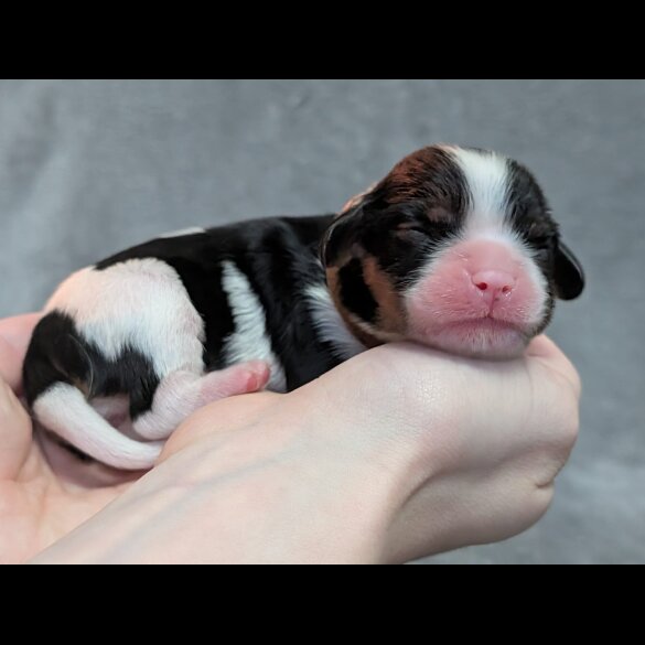 Cavalier King Charles Spaniel