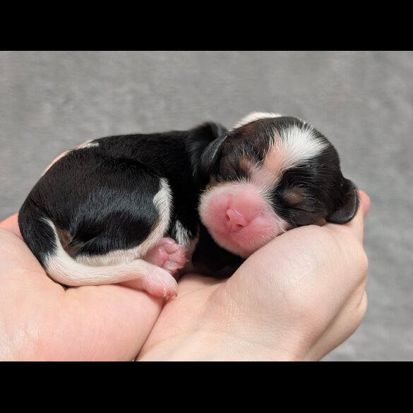 Cavalier King Charles Spaniel