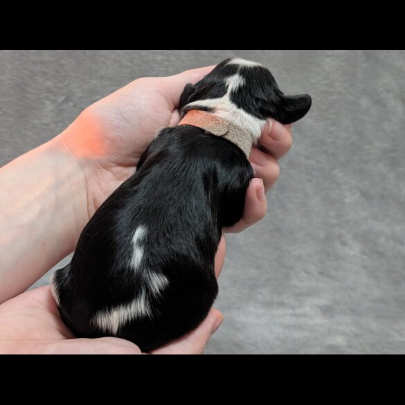 Cavalier King Charles Spaniel