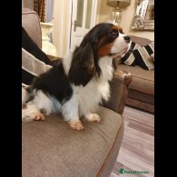 Cavalier King Charles Spaniel