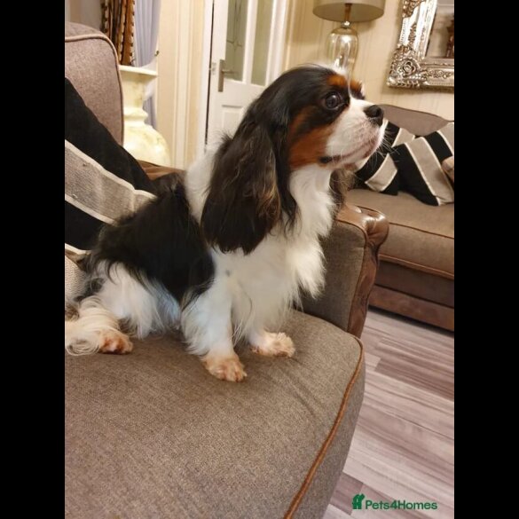 Cavalier King Charles Spaniel
