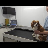 Cavalier King Charles Spaniel