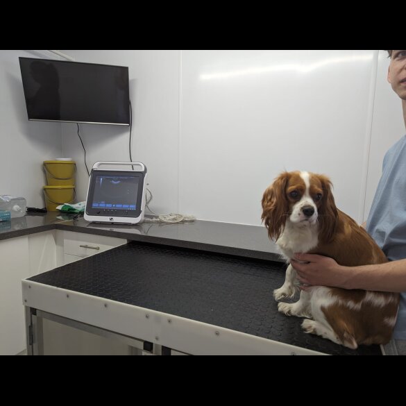 Cavalier King Charles Spaniel