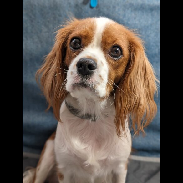 Cavalier King Charles Spaniel