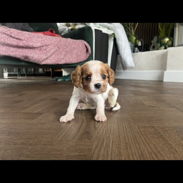 Cavalier King Charles Spaniel