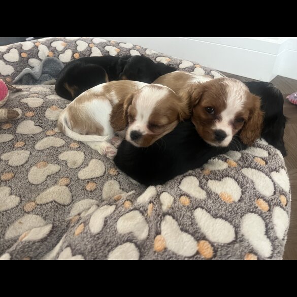 Cavalier King Charles Spaniel