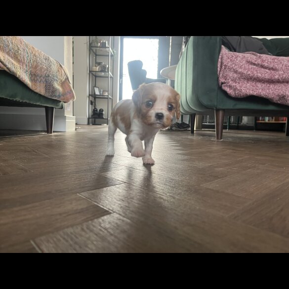 Cavalier King Charles Spaniel