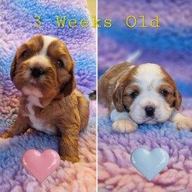 Cavalier King Charles Spaniel