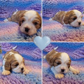 Cavalier King Charles Spaniel