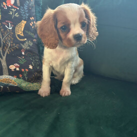 Cavalier King Charles Spaniel