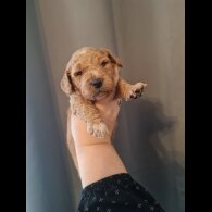 Cavapoo