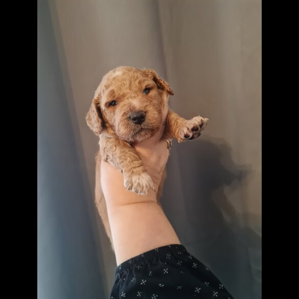 Cavapoo