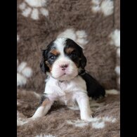 Cavalier King Charles Spaniel