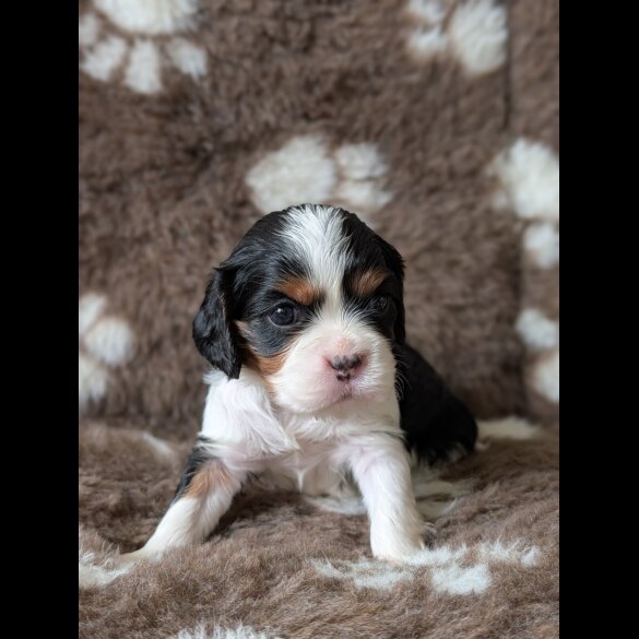 Cavalier King Charles Spaniel