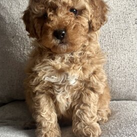Cavapoo