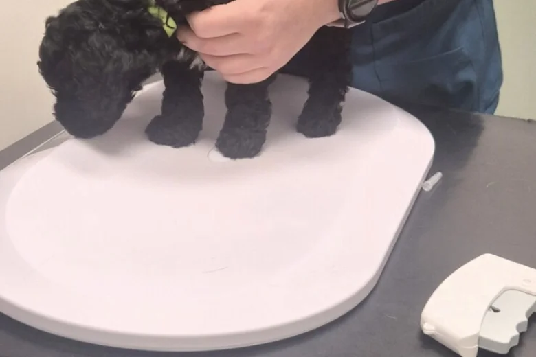 Cavapoo