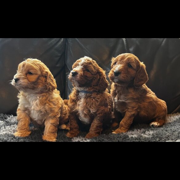 Cavapoo