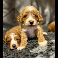 Cavapoo