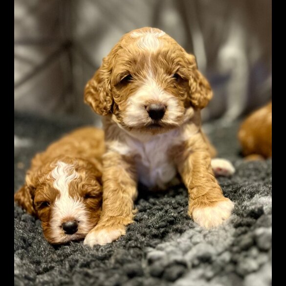 Cavapoo
