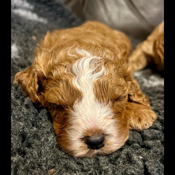 Cavapoo