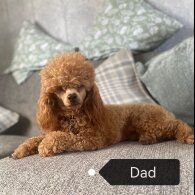 Cavapoo