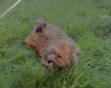 Cavapoo