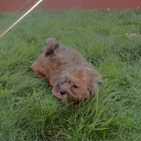 Cavapoo