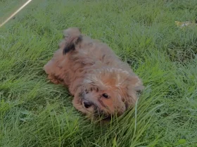 Cavapoo