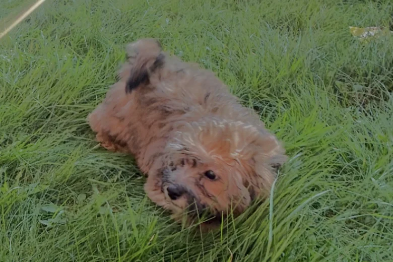 Cavapoo
