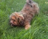 Cavapoo
