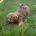 Cavapoo