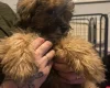 Cavapoo
