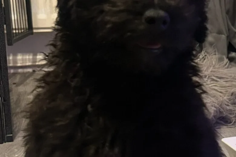 Cavapoo