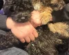 Cavapoo