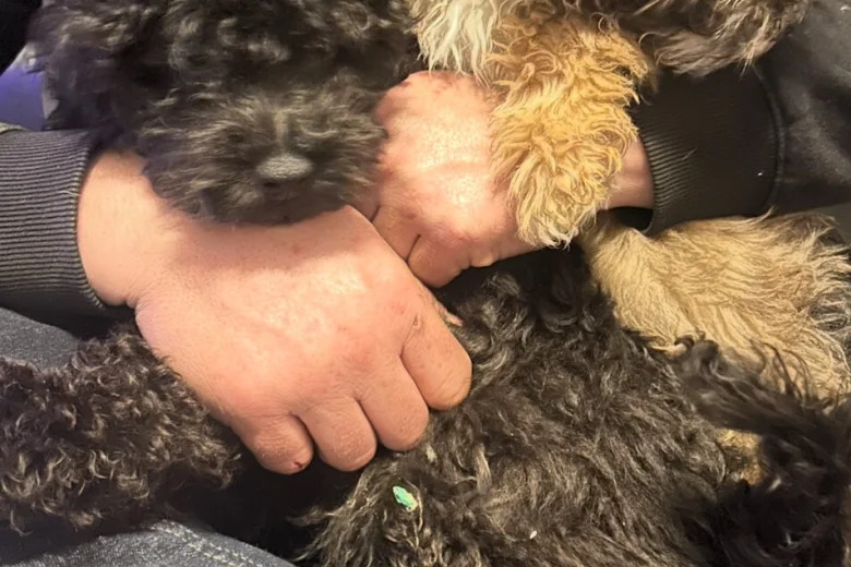 Cavapoo